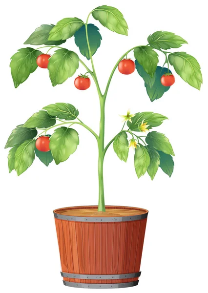 Une Plante Tomate Sur Fond Blanc Illustration — Image vectorielle