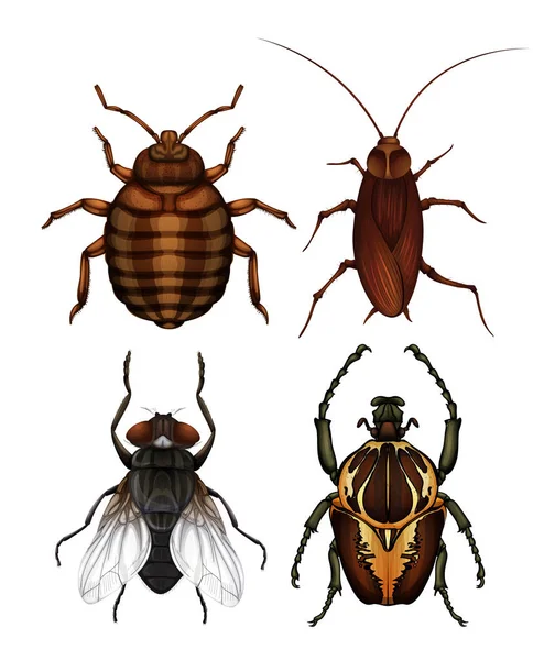 Conjunto Ilustración Del Insecto Enfermedad — Archivo Imágenes Vectoriales