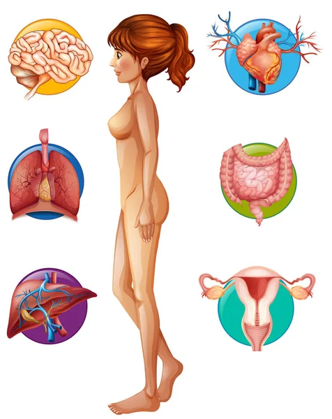 人間の解剖学および器官の図 — ストックベクタ