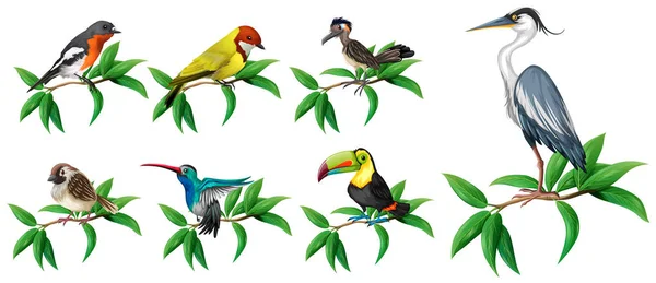 Ensemble Oiseaux Sauvages Sur Fond Blanc Illustration — Image vectorielle