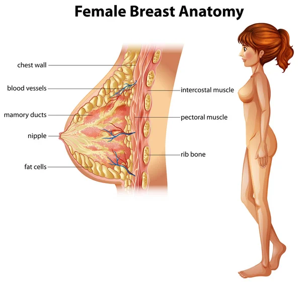 人間の女性の胸の解剖図 — ストックベクタ