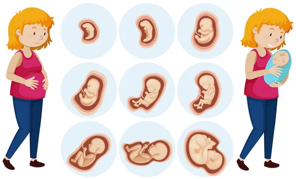 Inställd Mänskliga Embryots Utveckling Illustration — Stock vektor