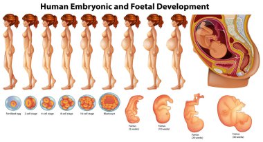 İnsan embriyonik ve fetal gelişim illüstrasyon vektör