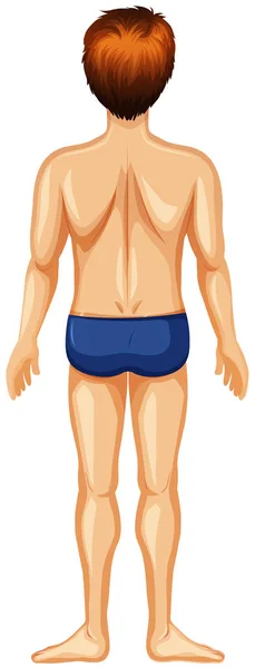 Back Man Body Illustration — Stock Vector