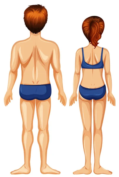 Männliche Und Weibliche Abbildung Der Rückseite — Stockvektor