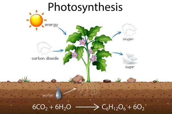 Photosynthese Erklärung Wissenschaft Diagramm Illustration — Stockvektor