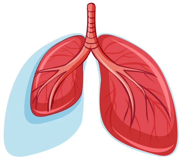 Conjunto Ilustración Pulmones Sanos — Vector de stock