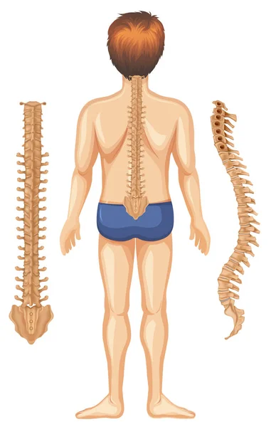 Nsan Anatomisi Omurga Üzerinde Beyaz Arka Plan Illüstrasyon — Stok Vektör