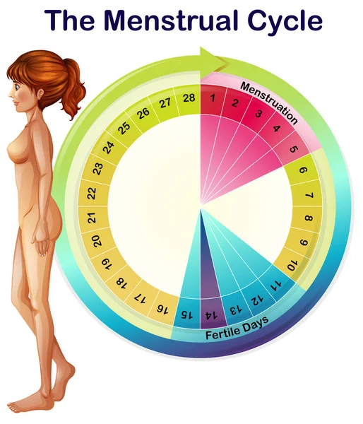 Vektor Dari Gambar Siklus Menstruasi - Stok Vektor