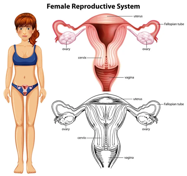 Sistem Reproduksi Perempuan Pada Ilustrasi Latar Belakang Putih - Stok Vektor