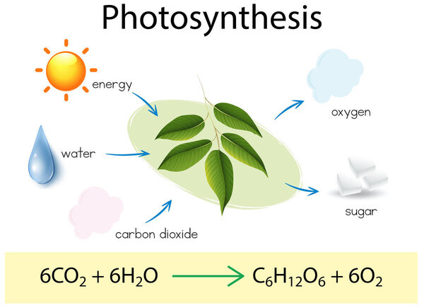 A Science Education of Photosynthesis illustration