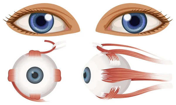 Human Anatomy Eyeball Illustration — Stock Vector