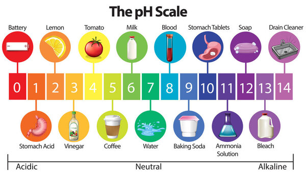 Образовательный плакат с иллюстрацией pH Scale
