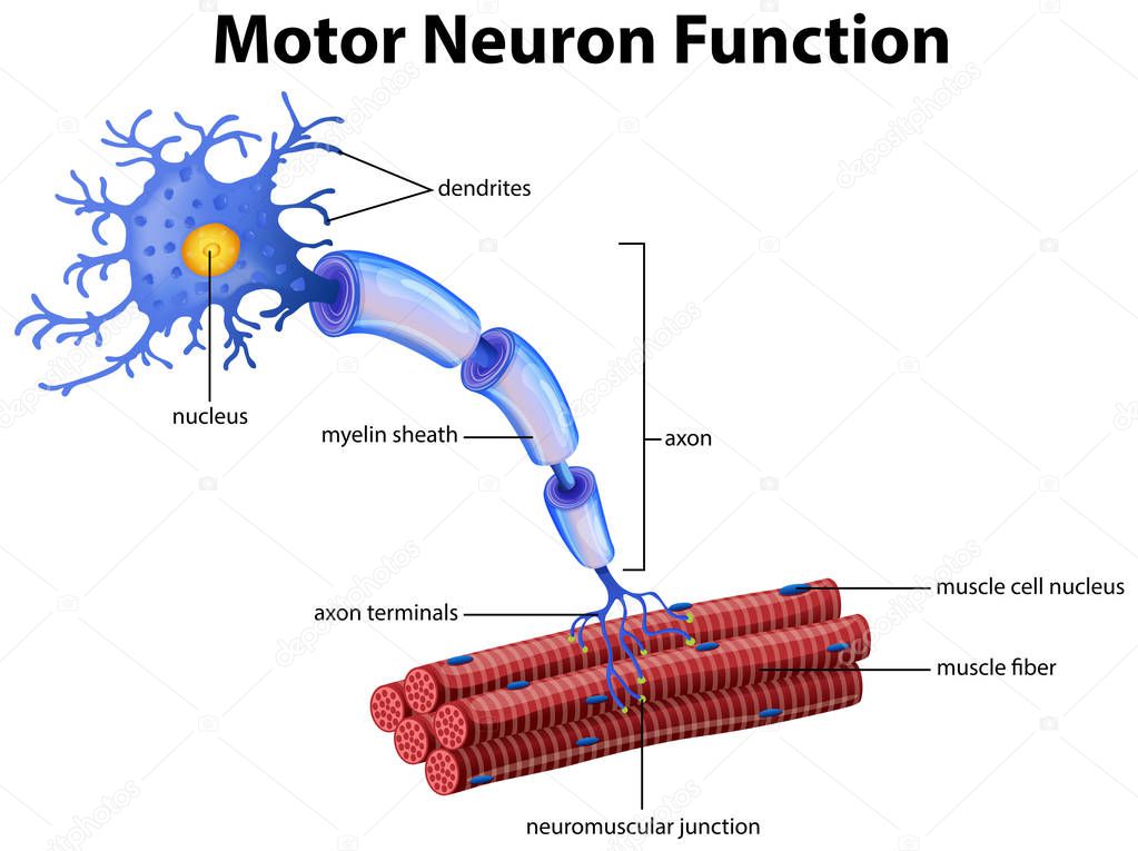 A Vector of Motor Neuron Function illustration