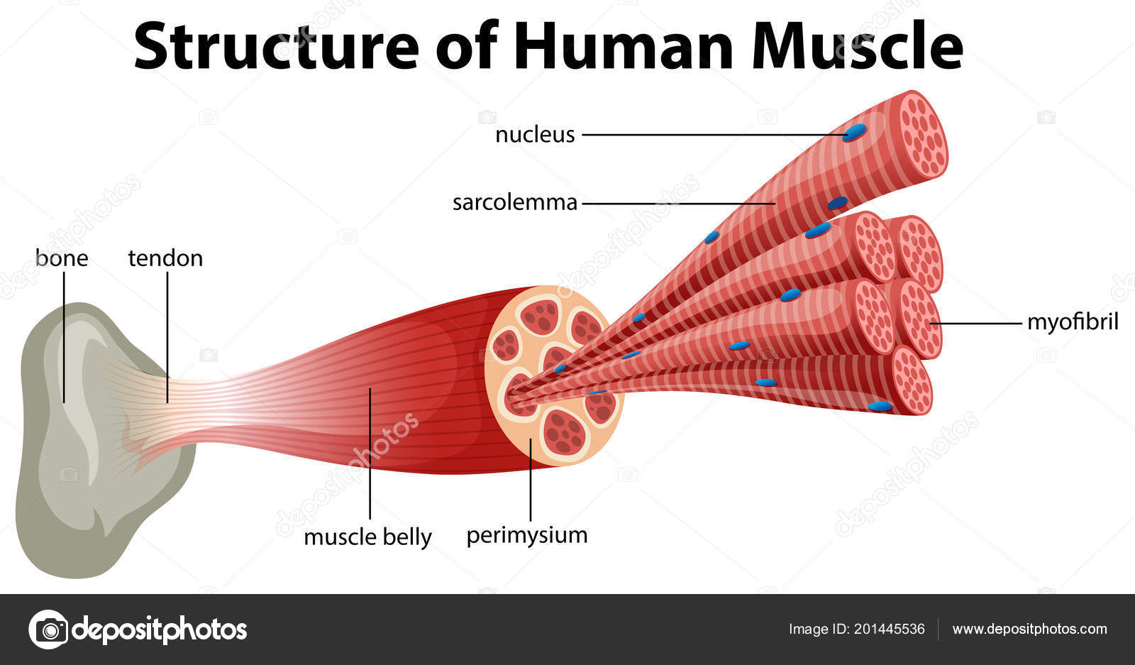 Structure Human Muscle Illustration Stock Vector Image by ... Biology Diagrams