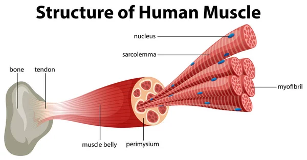 Ilustrasi Struktur Otot Manusia - Stok Vektor