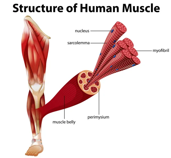 Una Estructura Ilustración Del Músculo Humano — Vector de stock