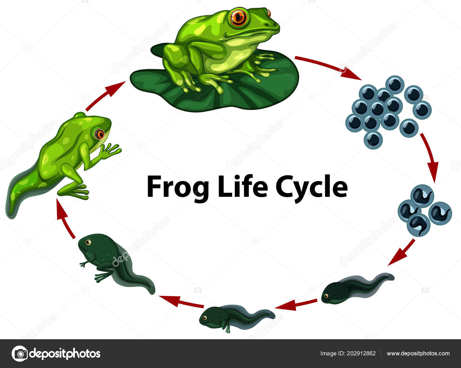 Simple Frog Diagram Illustration Basic Frog Anatomy Stock