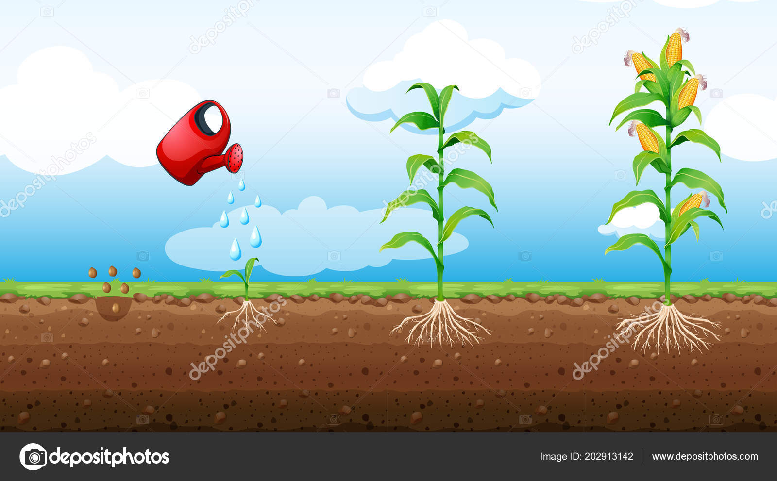 Growth stage Vectors, Clipart & Illustrations for Free Download