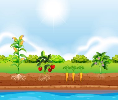 Ayarla, bitki yetiştirme illüstrasyon