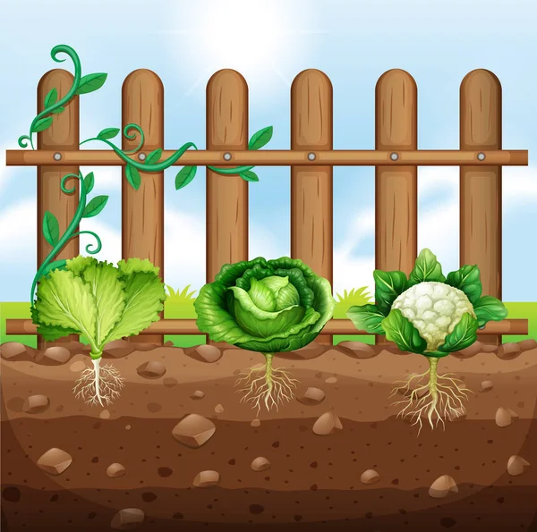 Uppsättning Grönsaksodlingar Illustration — Stock vektor