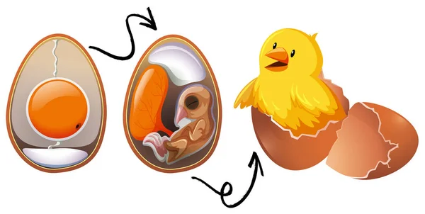 Illustration Zum Lebenszyklus Von Hühnereiern — Stockvektor