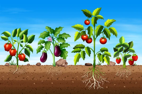 Conjunto Diferentes Plantas Hortícolas Frutales Ilustración — Vector de stock