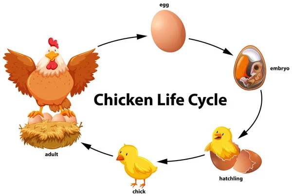 Ilustracja Schemat Cyklu Życia Kurczak — Wektor stockowy