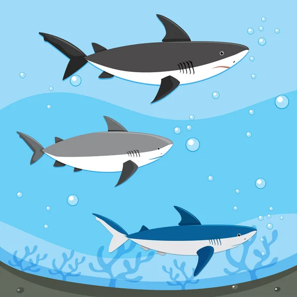 Diffrent Καρχαρίες Κολύμπι Υποβρύχια Απεικόνιση — Διανυσματικό Αρχείο