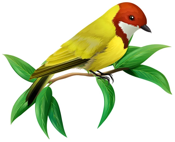Colourful Bird White Background Illustration — Stock Vector