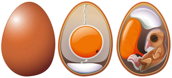Στάδια Της Ανάπτυξης Εικονογράφηση Αυγό — Διανυσματικό Αρχείο