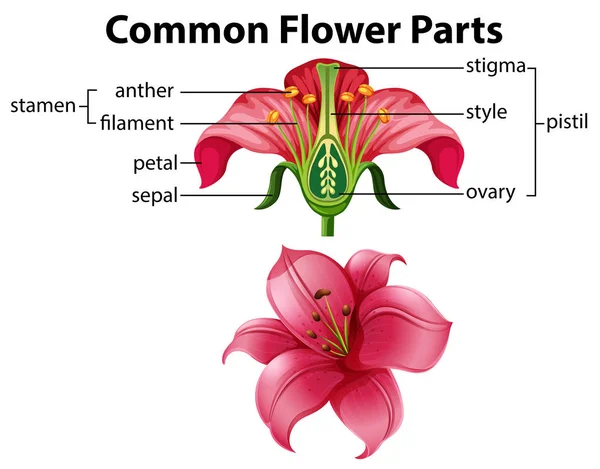 Ciencia Las Partes Comunes Flor Ilustración — Vector de stock