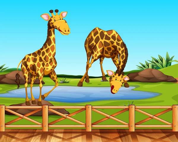 Zwei Giraffen Zoo — Stockvektor