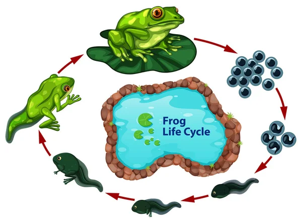 Frog Life Cycle Illustration — Stock Vector