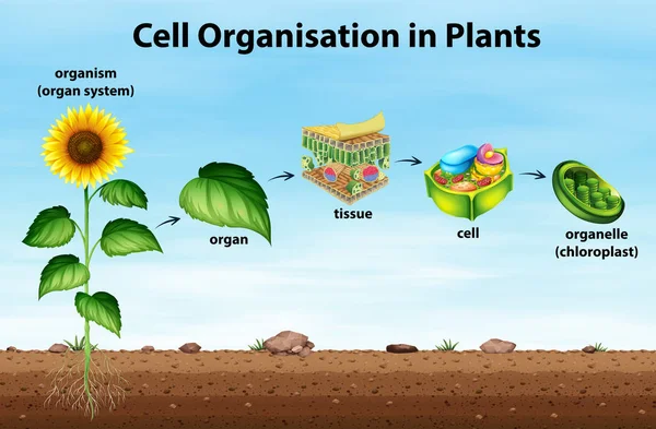 Zellorganisation Pflanzen Illustration — Stockvektor