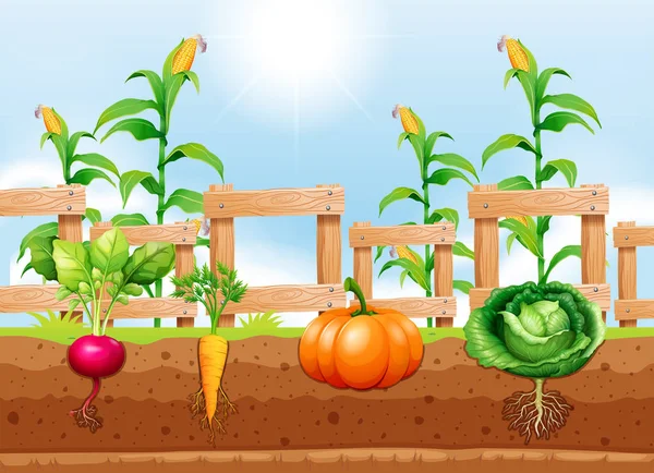 農業野菜と地下ルート図 — ストックベクタ