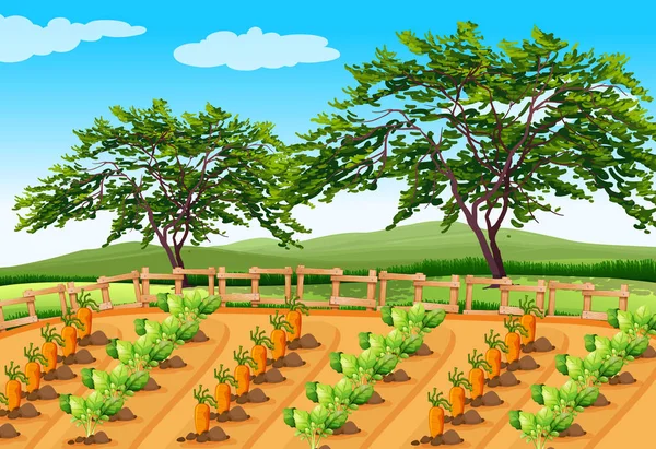 Vegetable Farming Dalam Ilustrasi Wilayah Pedesaan - Stok Vektor