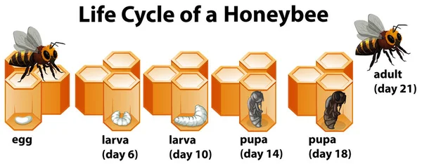 Ciclo Vita Illustrazione Honeybee — Vettoriale Stock