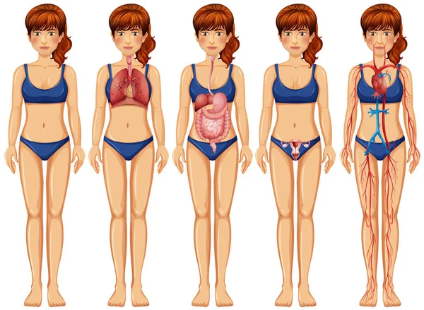 Ilustracja Kobieta Ciało Anatomia — Wektor stockowy
