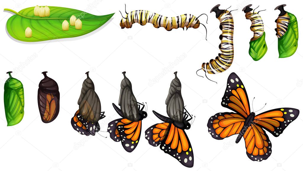 The butterfly life cycle illustration