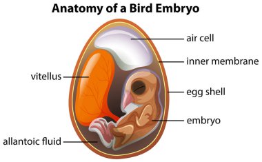 Kuş embriyosunun anatomisi.