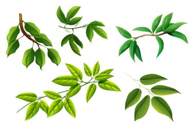 Bir ağaç dalı Ayarla örnek