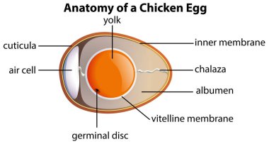 Anatomy of a chicken egg illustration clipart