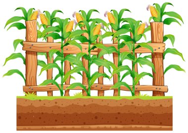 Whiote arka plan illüstrasyon Mısır çiftliğinde