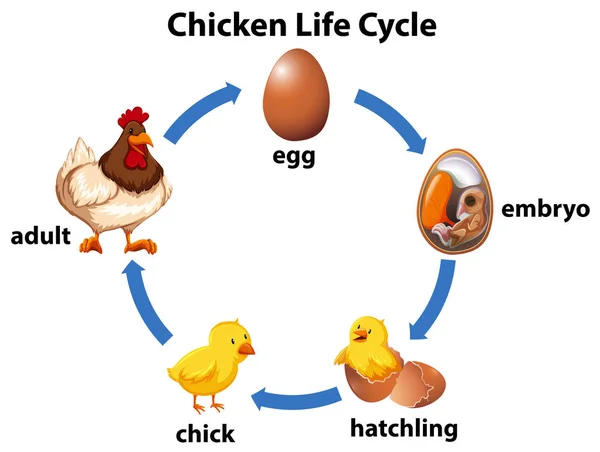 Ciencia Pollo Ciclo Vida Ilustración — Vector de stock