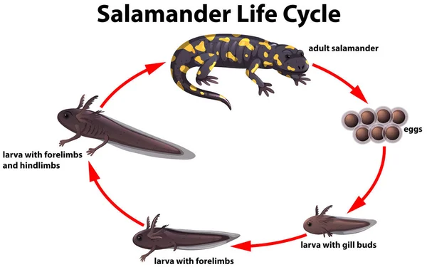 Ilustrace Koncept Životního Cyklu Salamander — Stockový vektor