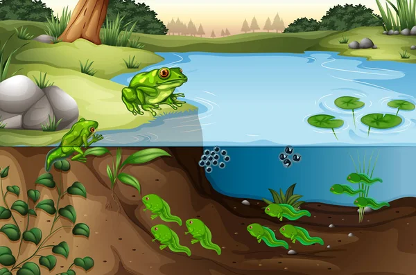 Scene Frogs Pond Illustration — Stock Vector