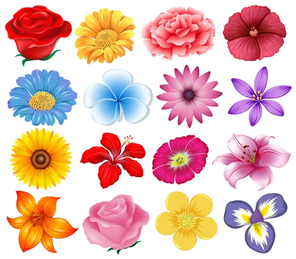 A set of beautiful flowers illustration