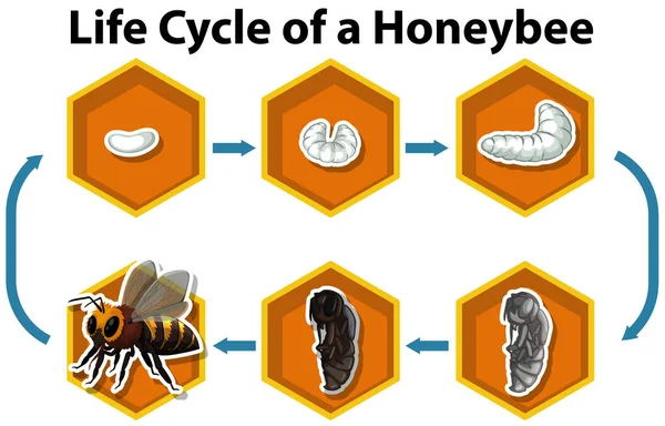 Ciclo Vida Una Ilustración Abeja — Vector de stock