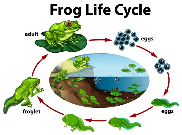 Illustration Des Lebenszyklus Eines Frosches — Stockvektor